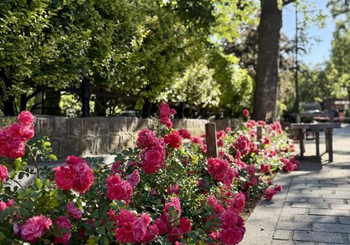 Zdjęcie kwiatów i zieleni na ścieżce nadmorskiej